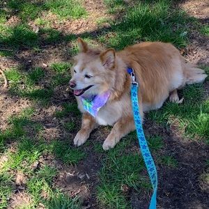 Meet your Posher, Renee